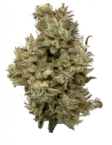 Camper Van Cannabis - Khalifa Mints 3.5g
